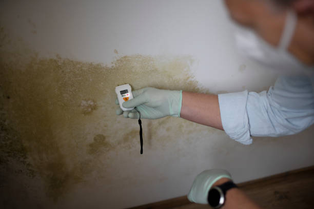 Best Local Mold Removal Service  in Byron, CA
