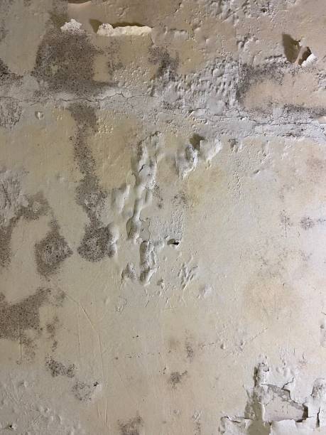 Best Emergency Mold Removal  in Byron, CA