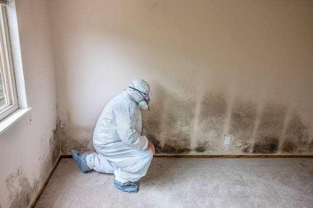Best Mold Remediation  in Byron, CA