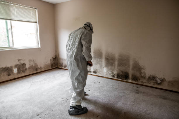 Best Mold Remediation Services  in Byron, CA
