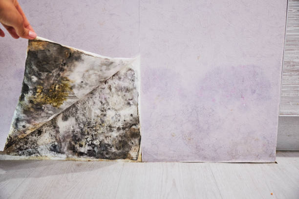 Best Certified Mold Removal  in Byron, CA